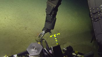 Media type: image;   Invertebrate Zoology 153117 Description: live specimen;